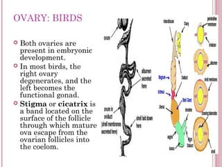 OVARY: BIRDS

 Both ovaries are
  present in embryonic
  development.
 In most birds, the
  right ovary
  degenerates, a...