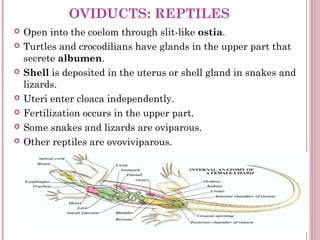 OVIDUCTS: REPTILES
   Open into the coelom through slit-like ostia.
   Turtles and crocodilians have glands in the upper...