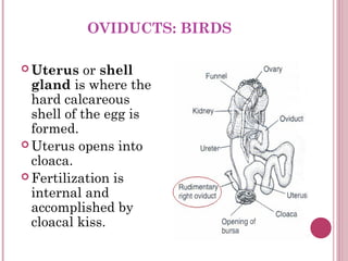 OVIDUCTS: BIRDS

 Uterus    or shell
  gland is where the
  hard calcareous
  shell of the egg is
  formed.
 Uterus open...