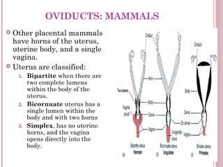 OVIDUCTS: MAMMALS
 Other placental mammals
  have horns of the uterus,
  uterine body, and a single
  vagina.
 Uterus ar...