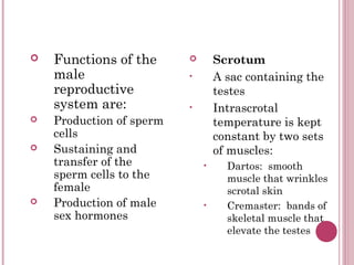        Testes
         Seminiferous
          tubules “sperm
          factories”:
         Produce the sperm
        ...