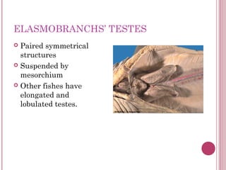 AMPHIBIAN TESTES
 Shape corresponds to
  body shape
 Elongated in
  caecilians, short or
  irregular in urodeles
 Oval ...