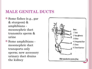 MALE GENITAL DUCTS
 Sharks - mesonephric
  duct is used primarily
  for sperm transport;
  accessory urinary duct
  devel...