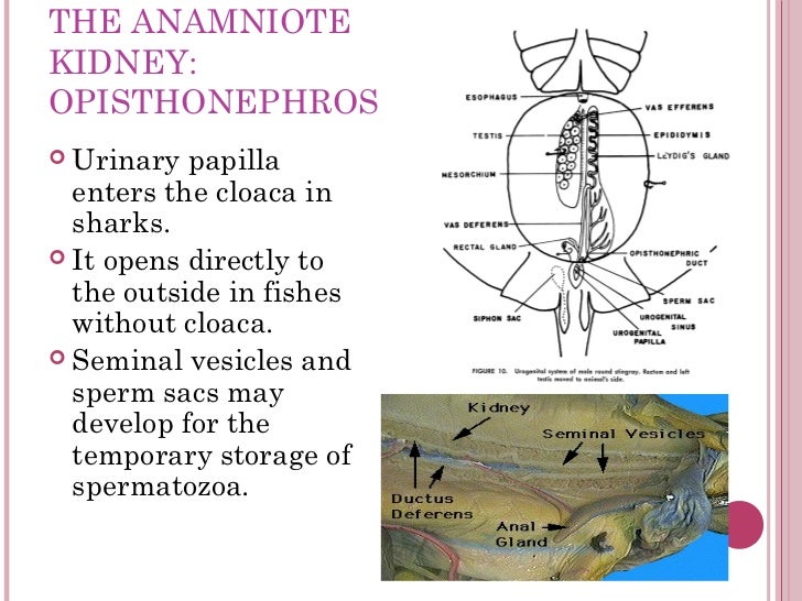 Urogenital system chap