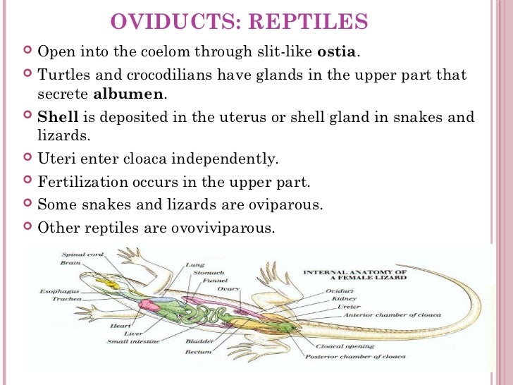 Urogenital system chap