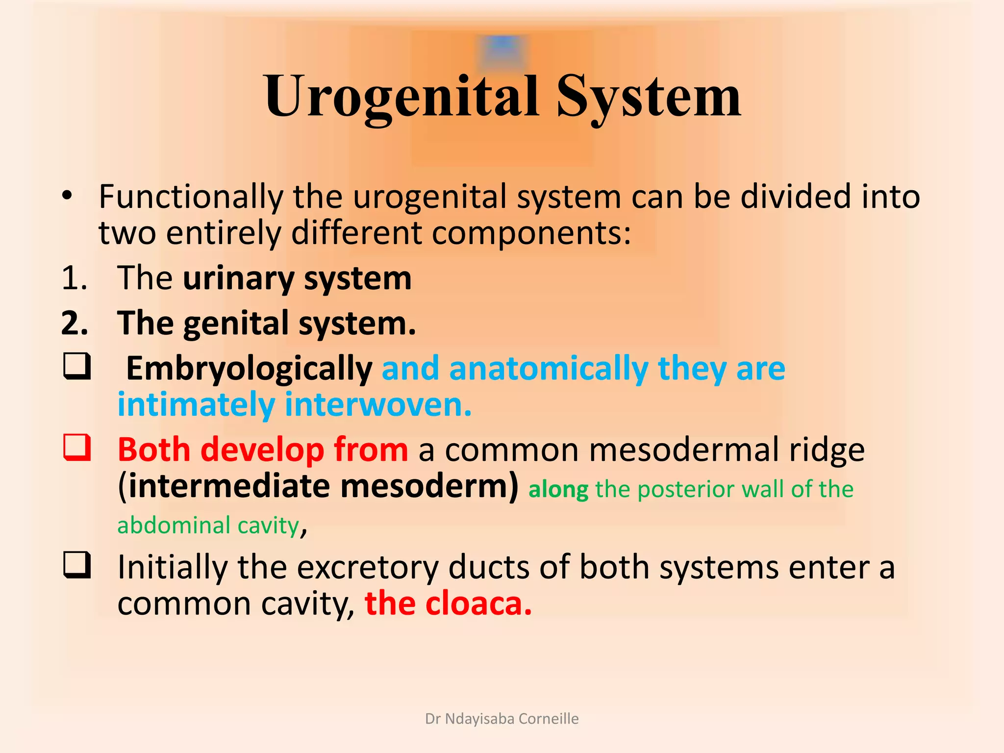 Urogenital System Embryology.pptx