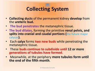 Urogenital System Embryology.pptx
