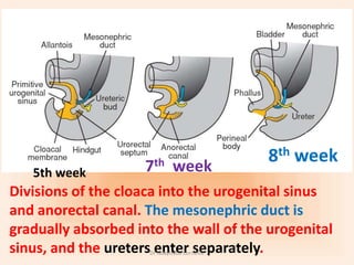 urogenital-system-embryology-pptx