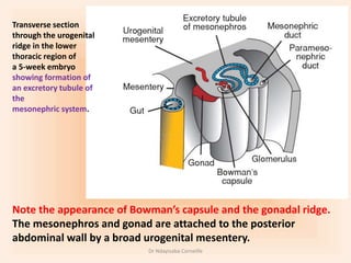 Rogenital Ridge Urogenital System Embryology.pptx