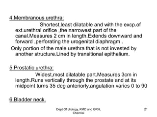 4.Membranous urethra:
Shortest,least dilatable and with the excp.of
ext.urethral orifice ,the narrowest part of the
canal.Measures 2 cm in length.Extends downward and
forward ,perforating the urogenital diaphragm .
Only portion of the male urethra that is not invested by
another structure.Lined by transitional epithelium.
5.Prostatic urethra:
Widest,most dilatable part.Measures 3cm in
length.Runs vertically through the prostate and at its
midpoint turns 35 deg anteriorly,angulation varies 0 to 90
6.Bladder neck.
Dept Of Urology, KMC and GRH,
Chennai
21
 