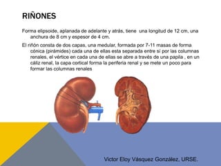 Urograma excretor | PPSX