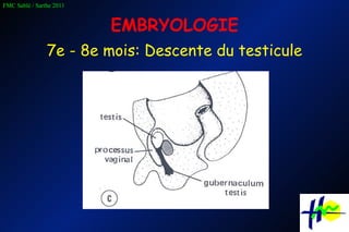 EMBRYOLOGIE 7e - 8e mois: Descente du testicule 