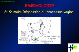EMBRYOLOGIE 8 e -9 e  mois: Régression du processus vaginal 