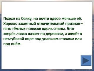 Похож на белку, нноо ппооччттии ввддввооее ммееннььшшее ееёё.. 
ХХоорроошшоо ззааммееттнныыйй ооттллииччииттееллььнныыйй ппррииззннаакк –– 
ппяяттьь ттёёммнныыхх ппооллооссоокк ввддоолльь ссппиинныы.. ЭЭттоотт 
ззввееррёёкк ллооввккоо ллааззааеетт ппоо ддееррееввььяямм,, аа жжииввёётт вв 
ннееггллууббооккоойй ннооррее ппоодд ууппааввшшиимм ссттввооллоомм ииллии 
ппоодд ппннёёмм.. 
 