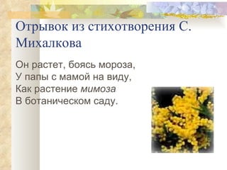 Отрывок из стихотворения С. Михалкова Он растет, боясь мороза, У папы с мамой на виду, Как растение  мимоза В ботаническом саду. 