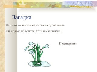 Загадка Первым вылез из-под снега на проталинке Он мороза не боится, хоть и маленький.  Подснежник 