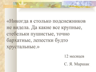 «Никогда я столько подснежников не видела. Да какие все крупные, стебельки пушистые, точно бархатные, лепестки будто хрустальные.» 12 месяцев С. Я. Маршак 