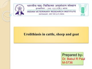 Urolithiasis in cattle, sheep and goat
Prepared by-
Dr. Babul R Paul
M-5736
 