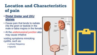 Location and Characteristics
of pain
• Distal Ureter and UVJ
stones
• Cause pain that tends to radiate
into the groin or testicle in the
male or labia majora in the female
• At the ureterovesical junction also
may cause irritative
voiding symptoms mimicking
cystitis, such as:
urinary frequency
dysuria
 