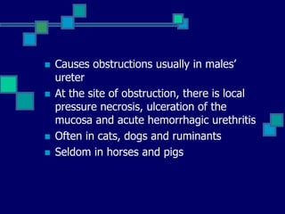  Causes obstructions usually in males’
ureter
 At the site of obstruction, there is local
pressure necrosis, ulceration of the
mucosa and acute hemorrhagic urethritis
 Often in cats, dogs and ruminants
 Seldom in horses and pigs
 