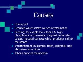 Causes
 Urinary pH
 Reduced water intake causes crystallization
 Feeding; for exaple low vitamin A, high
phosphorus in ruminants, magnesium in cats
causes mucosal damage which produces nidi for
the stones
 Inflammation; leukocytes, fibrin, epithelial cells
also serve as a nidus
 Inborn error of metabolism
 