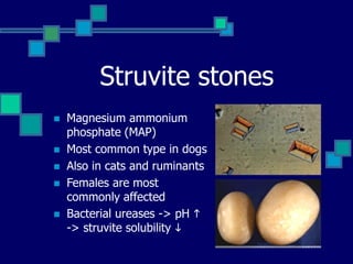 Struvite stones
 Magnesium ammonium
phosphate (MAP)
 Most common type in dogs
 Also in cats and ruminants
 Females are most
commonly affected
 Bacterial ureases -> pH h
-> struvite solubility i
 