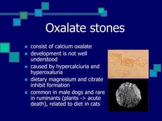 Oxalate stones
 consist of calcium oxalate
 development is not well
understood
 caused by hypercalciuria and
hyperoxaluria
 dietary magnesium and citrate
inhibit formation
 common in male dogs and rare
in ruminants (plants -> acute
death), related to diet in cats
 