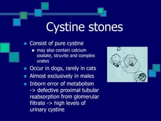 Cystine stones
 Consist of pure cystine
 may also contain calcium
oxalate, struvite and complex
urates
 Occur in dogs, rarely in cats
 Almost exclusively in males
 Inborn error of metabolism
-> defective proximal tubular
reabsorption from glomerular
filtrate -> high levels of
urinary cystine
 