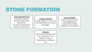 STONE FORMATION
Urine saturation & pH
Low water intake or
excessive body water
evaporation.
Too acid or base the pH
helps stone formation.
Crystal nucleation
Foreign objects in urine are
forming sediments that will
get bigger
Lack of Inhibitors
Lack of inhibitors to the
crystal aggregations,
especially to citrates,
magnesium, and cellulose
Infection
Particularly of bacteria that
has urease (the “urea
splitter) (Proteus,
Pseudomonas, Klebsiella
sp.)
 