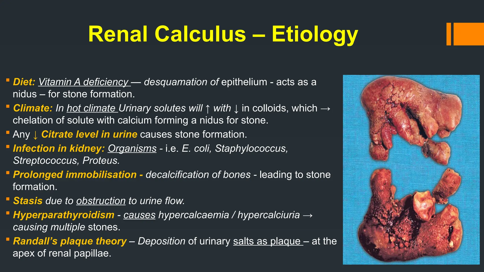 Renal Calculus – Etiology
 Diet: Vitamin A deficiency — desquamation of epithelium - acts as a
nidus – for stone formation.
 Climate: In hot climate Urinary solutes will ↑ with ↓ in colloids, which →
chelation of solute with calcium forming a nidus for stone.
 Any ↓ Citrate level in urine causes stone formation.
 Infection in kidney: Organisms - i.e. E. coli, Staphylococcus,
Streptococcus, Proteus.
 Prolonged immobilisation - decalcification of bones - leading to stone
formation.
 Stasis due to obstruction to urine flow.
 Hyperparathyroidism - causes hypercalcaemia / hypercalciuria →
causing multiple stones.
 Randall’s plaque theory – Deposition of urinary salts as plaque – at the
apex of renal papillae.
 