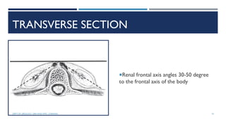 TRANSVERSE SECTION
Renal frontal axis angles 30-50 degree
to the frontal axis of the body
10
DEPT OF UROLOGY, GRH AND KMC, CHENNAI.
 