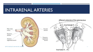 INTRARENAL ARTERIES
InterlobarA
InterlobularA
ArcuateArtery
Afferent arteriole of the glomerulus
11
DEPT OF UROLOGY, GRH AND KMC, CHENNAI.
 