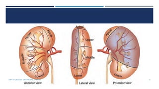 12
DEPT OF UROLOGY, GRH AND KMC, CHENNAI.
 