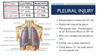 PLEURAL INJURY
 Parietal pleura crosses the 12th rib
 Medial half covered by pleura
 Mid scapular line – Parietal pleura
at 12th &Visceral Pleura at 10th rib
 Both rise cranially and laterally on
ribs
 Further rise in deep expiration
 Tracts below 11th rib made lateral
to mid scapular line 136
DEPT OF UROLOGY, GRH AND KMC, CHENNAI.
 