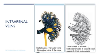 INTRARENAL
VEINS
Stellate veins arcuate veins
interlobar veins  RV, renal
vein.
Three orders of arcades: 1,
first‐order arcade; 2, second‐order
arcade; 3, third‐order arcade
16
DEPT OF UROLOGY, GRH AND KMC, CHENNAI.
 
