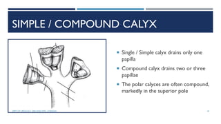 SIMPLE / COMPOUND CALYX
 Single / Simple calyx drains only one
papilla
 Compound calyx drains two or three
papillae
 The polar calyces are often compound,
markedly in the superior pole
18
DEPT OF UROLOGY, GRH AND KMC, CHENNAI.
 