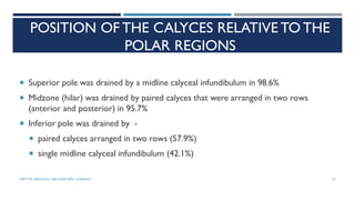 POSITION OF THE CALYCES RELATIVE TO THE
POLAR REGIONS
 Superior pole was drained by a midline calyceal infundibulum in 98.6%
 Midzone (hilar) was drained by paired calyces that were arranged in two rows
(anterior and posterior) in 95.7%
 Inferior pole was drained by -
 paired calyces arranged in two rows (57.9%)
 single midline calyceal infundibulum (42.1%)
27
DEPT OF UROLOGY, GRH AND KMC, CHENNAI.
 