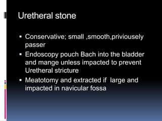 Uretheral stone
 Conservative; small ,smooth,priviousely
passer
 Endoscopy pouch Bach into the bladder
and mange unless impacted to prevent
Uretheral stricture
 Meatotomy and extracted if large and
impacted in navicular fossa
 