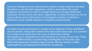 Urolithiasis in Ruminants final. presentation | PPTX