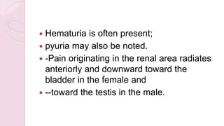  Hematuria is often present;
 pyuria may also be noted.
 -Pain originating in the renal area radiates
anteriorly and downward toward the
bladder in the female and
 --toward the testis in the male.
 