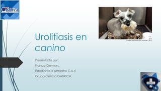 Urolitiasis en
canino
Presentado por:
Franco German.
Estudiante X semestre C.U.V
Grupo ciencia GABRICA.
Imagen aportada por Andrade., 2015.
 