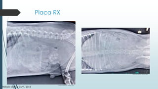 Placa RX
Imagen aportada por Andrade., 2015.
Imagen aportada por Andrade., 2015.
Historia clínica CUV., 2015
 