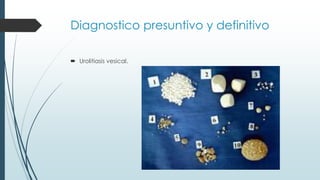 Diagnostico presuntivo y definitivo
 Urolitiasis vesical.
 