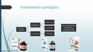 Tratamiento quirúrgico
Protocolo
anestésico
Inducción y
mantenimiento
Acepromacina
Butorfanol
Premeditación Ketamina
Mantenimiento:
Ketamina
Isoflurano 3%
Historia clínica CUV., 2015
 