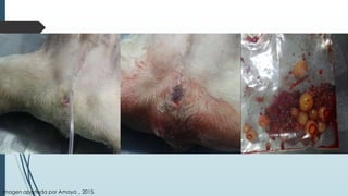 Imagen aportada por Amaya ., 2015.
 