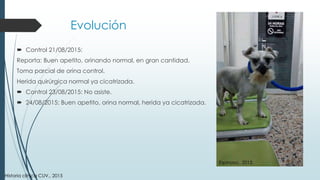 Evolución
 Control 21/08/2015:
Reporta: Buen apetito, orinando normal, en gran cantidad.
Toma parcial de orina control.
Herida quirúrgica normal ya cicatrizada.
 Control 23/08/2015: No asiste.
 24/08/2015: Buen apetito, orina normal, herida ya cicatrizada.
Historia clínica CUV., 2015
Espinosa., 2015.
 