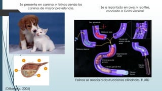 Se presenta en caninos y felinos siendo los
caninos de mayor prevalencia.
Felinos se asocia a obstrucciones cilíndricas. FLUTD
(DiBartola., 2005)
Se a reportado en aves y reptiles,
asociado a Gota visceral.
 