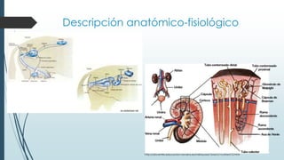 Descripción anatómico-fisiológico
http://docentes.educacion.navarra.es/metayosa/1bach/1nutriani13.html
es.slideshare.net
 
