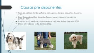 Causas pre disponentes
 Raza. La urolitiasis tiende a afectar más a perros de razas pequeños. (Baciero.,
2010)
 Sexo. Depende del tipo de urolito. Tienen mayor incidencia los machos.
(Grauer., 2005)
 Edad. La edad media se considera desde los 2 a los 8 años. (Baciero., 2010)
 Dietas elevadas de sodio, ácido oxálico,
pedigreedoghealth.org m.forocoches.com
www.perrosamigos.com
 