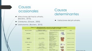  Infecciones del tracto urinario.
(Baciero., 2010).
 Cristalurias. (Grauer., 2005)
 Uretrostomia. (Baciero., 2010).
 Variaciones del pH urinario.
Causas
ocasionales Causas
determinantes
(Stevenson & Rutgers., 2006)
 
